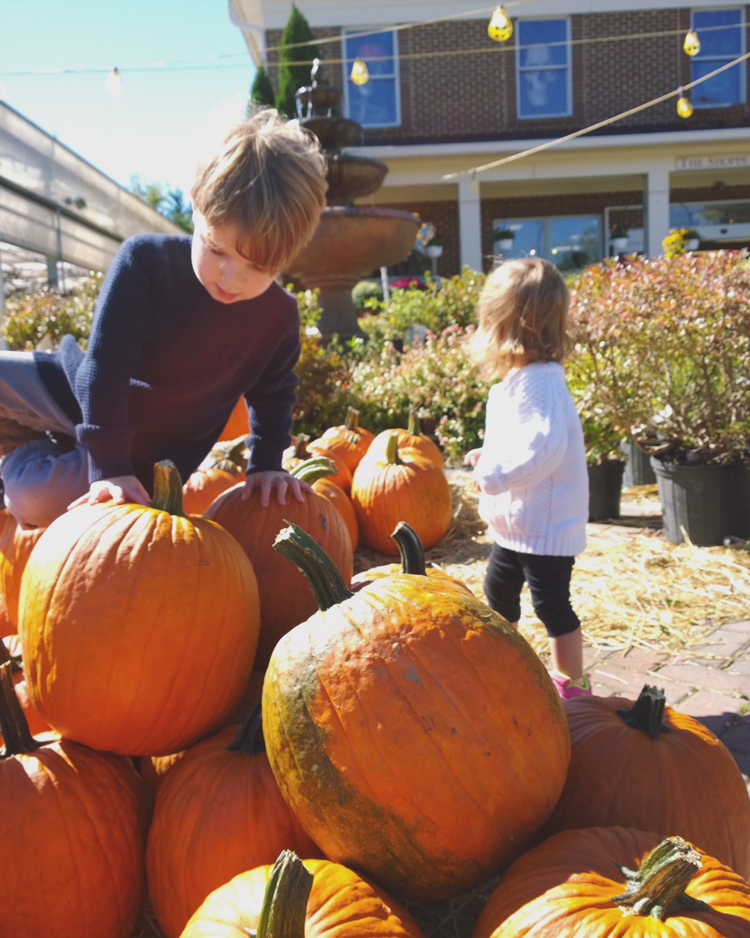 #wildpony_november #novemberbucketlist #photochallenge - cupcakesandwildponies