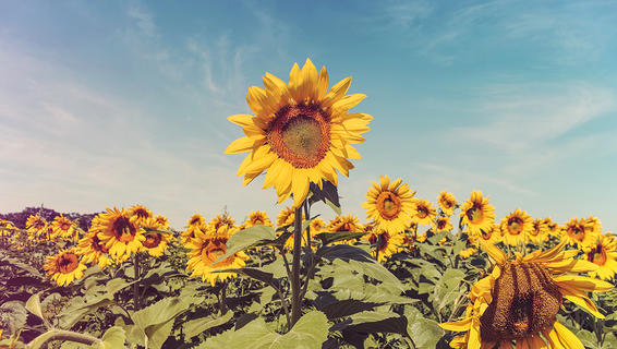 #yellow #sunflowers #organiclife