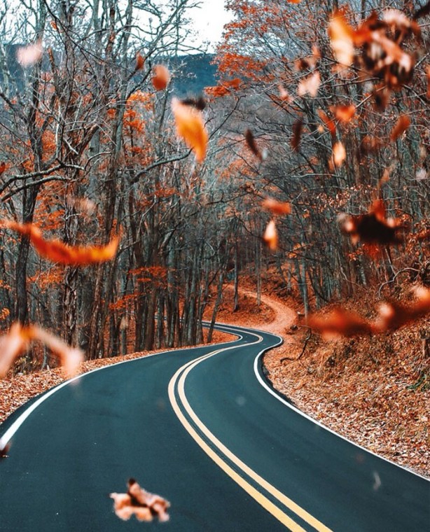 Falling leaves and winding road #fallcolors #rust #leaves