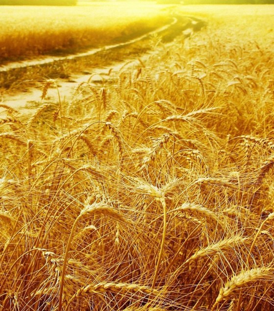 February Color of the month: #gold #decor #design #color #inspiration #ideas