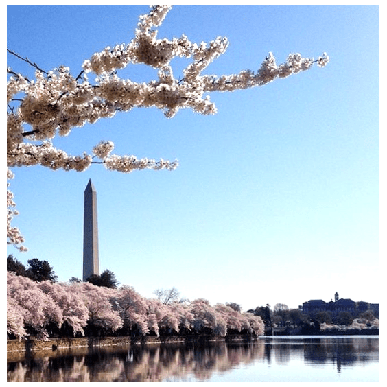 CupcakesandWildPonies Color of the month: #blush #pink #peach #color #inspiration #design #designinspo #colorpsychology