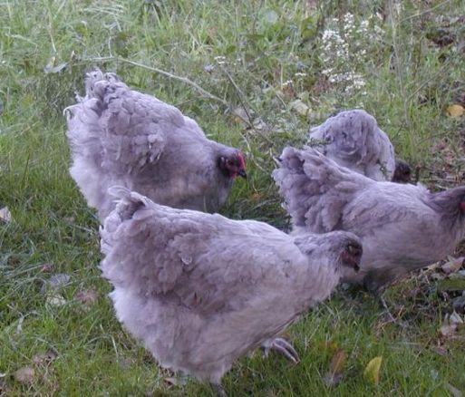 April color of the month: Lavender #purple #color #colorinspiration #designinspiration #chickens