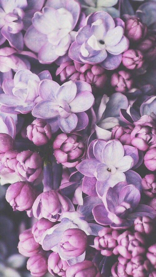 April color of the month: Lavender #purple #color #colorinspiration #designinspiration #flowers