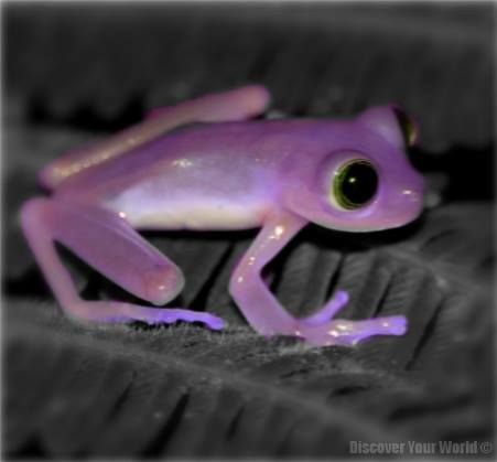 April color of the month: Lavender #purple #color #colorinspiration #designinspiration #frog #nature