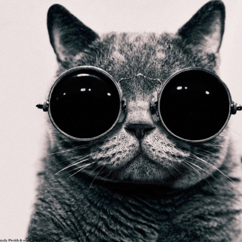 Cat wearing sunglasses