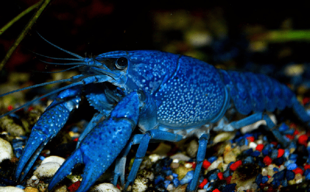 Blue Crayfish