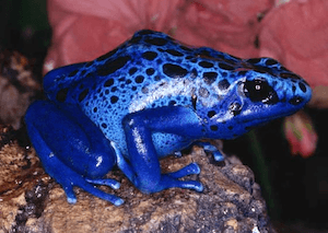 Electric Blue Frog #electricblue #colorofthemonth #blue #colorinspiration #designinspiration #lovestruckdesignhouse