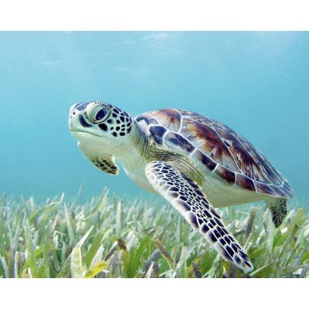 Sea turtle